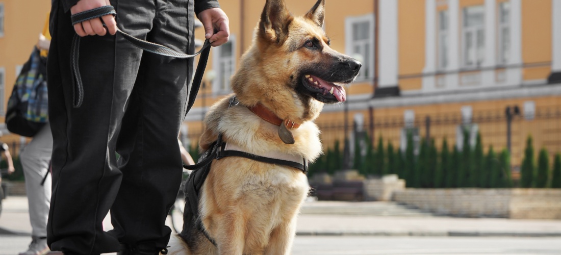 Smart,Police,Dog,Sitting,Outdoors